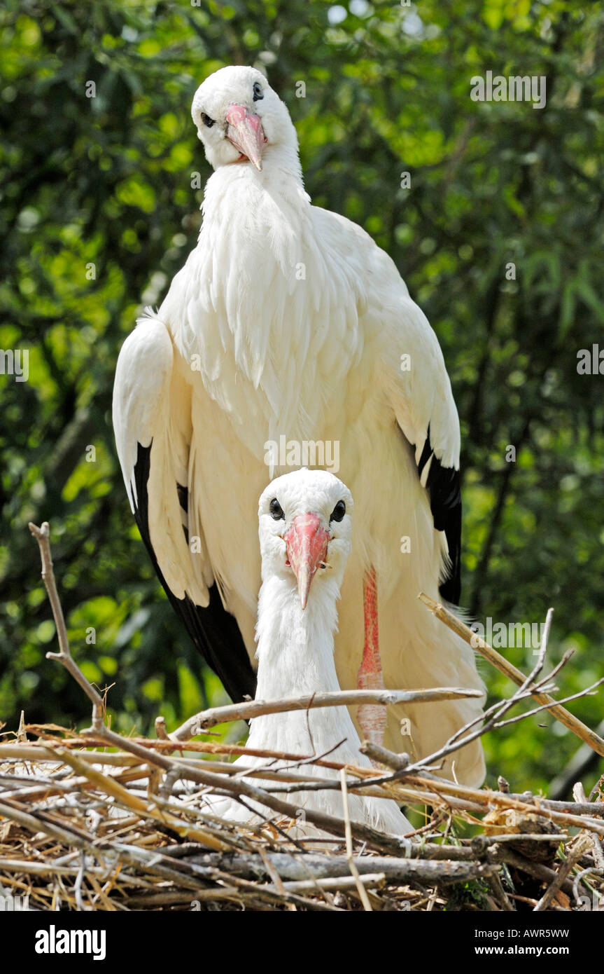 Affettuosa Stork coppia (Ciconiidae), lo Zoo di Zurigo, Zurigo, Svizzera, Europa Foto Stock