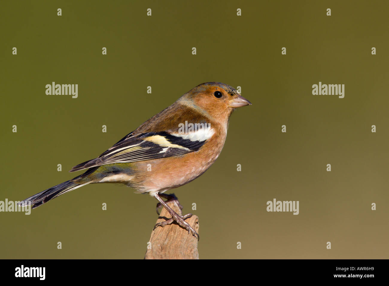 Fringuello Fringilla coelebs appollaiato sulla estremità del ramo cercando avviso con bel fondo diffuso potton bedfordshire Foto Stock