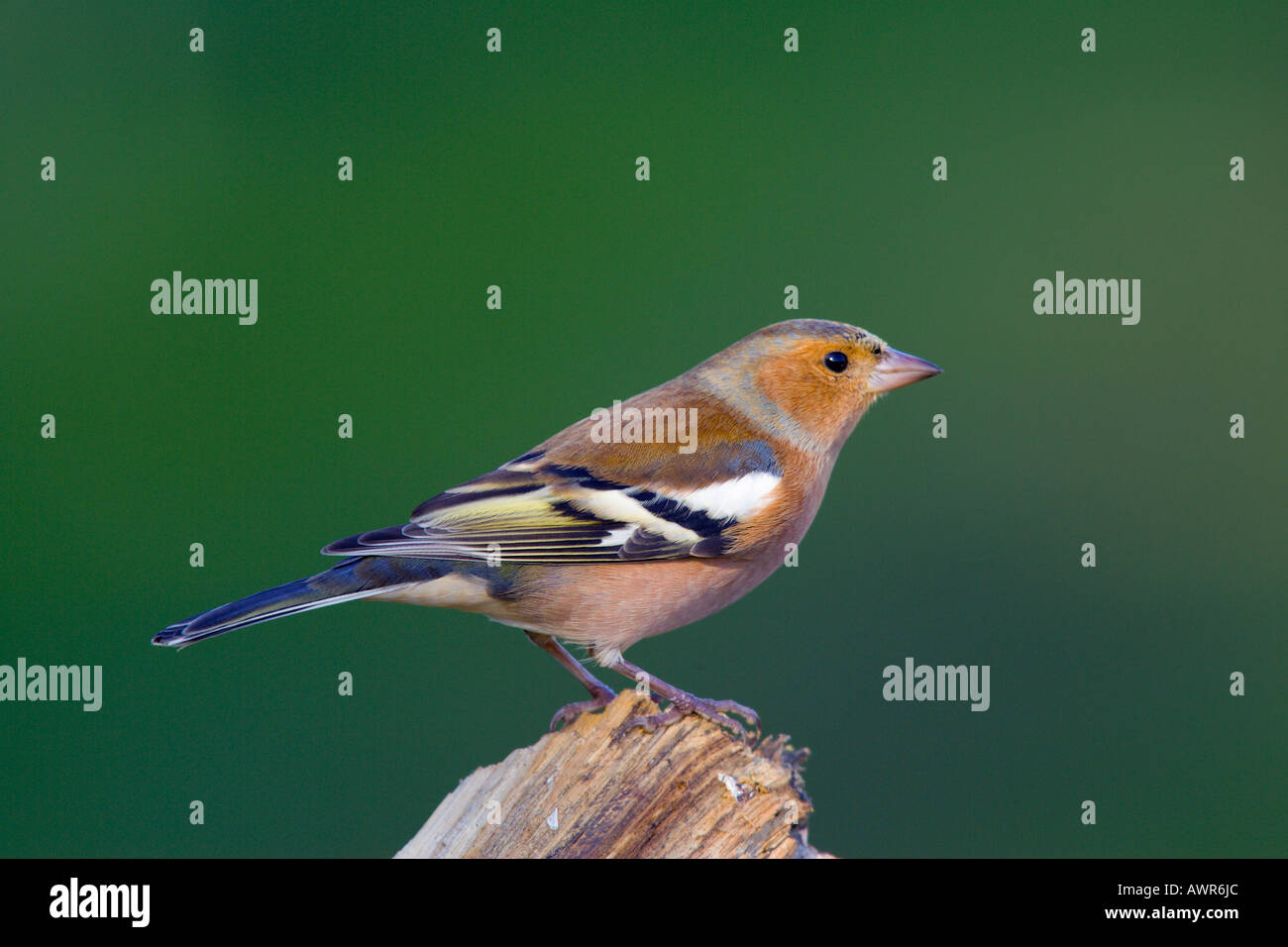 Maschio di fringuello Fringilla coelebs appollaiato sul moncone cercando avviso con bel fondo diffuso potton bedfordshire Foto Stock