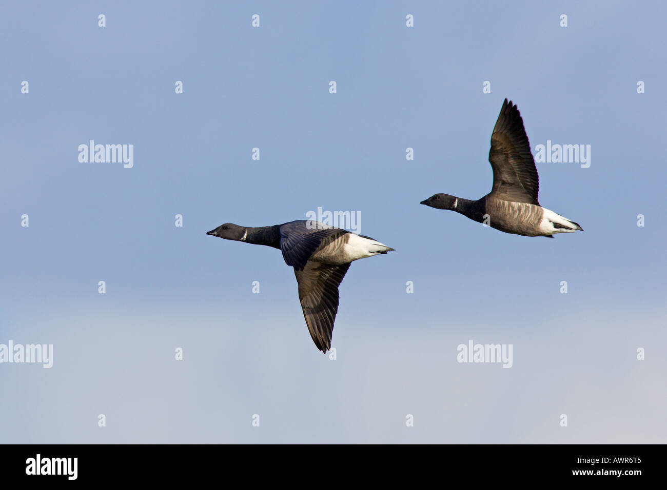 Brent oche Branta bernicla in volo contro il cielo blu titchwell norfolk Foto Stock