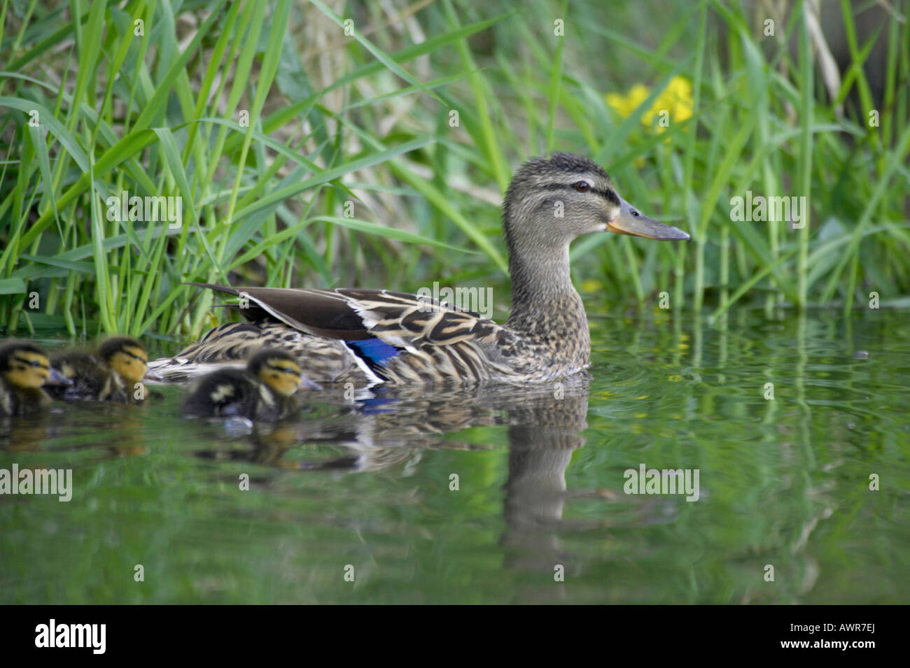 Femmina Mallard duck Anas platyrhynchos con duckings nuoto Foto Stock