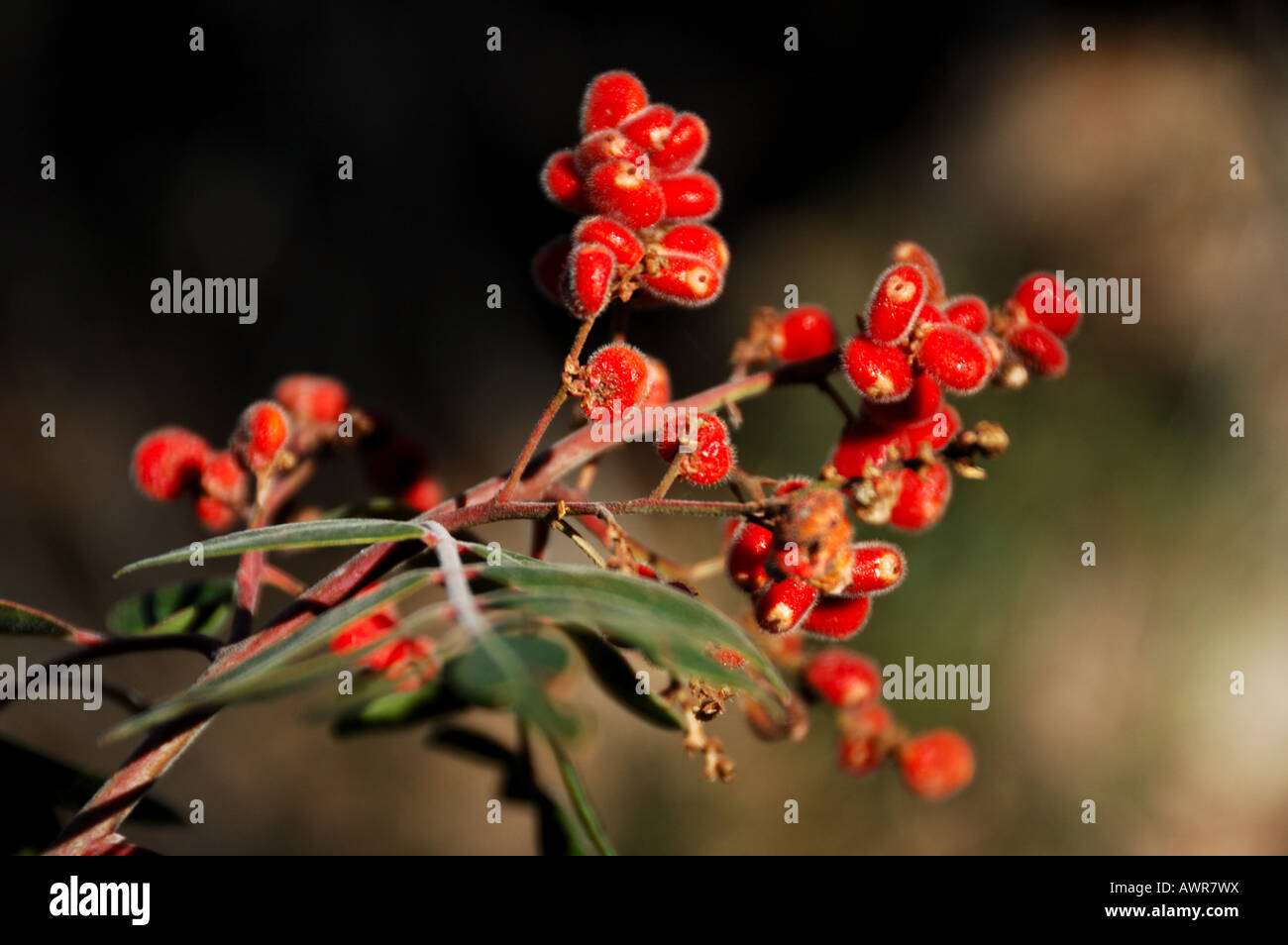 Le bacche selvatiche di fragrante Sumac (Rhus aromatica) in Texas occidentale delle montagne. Parco nazionale di Big Bend, Texas, Stati Uniti d'America. Foto Stock