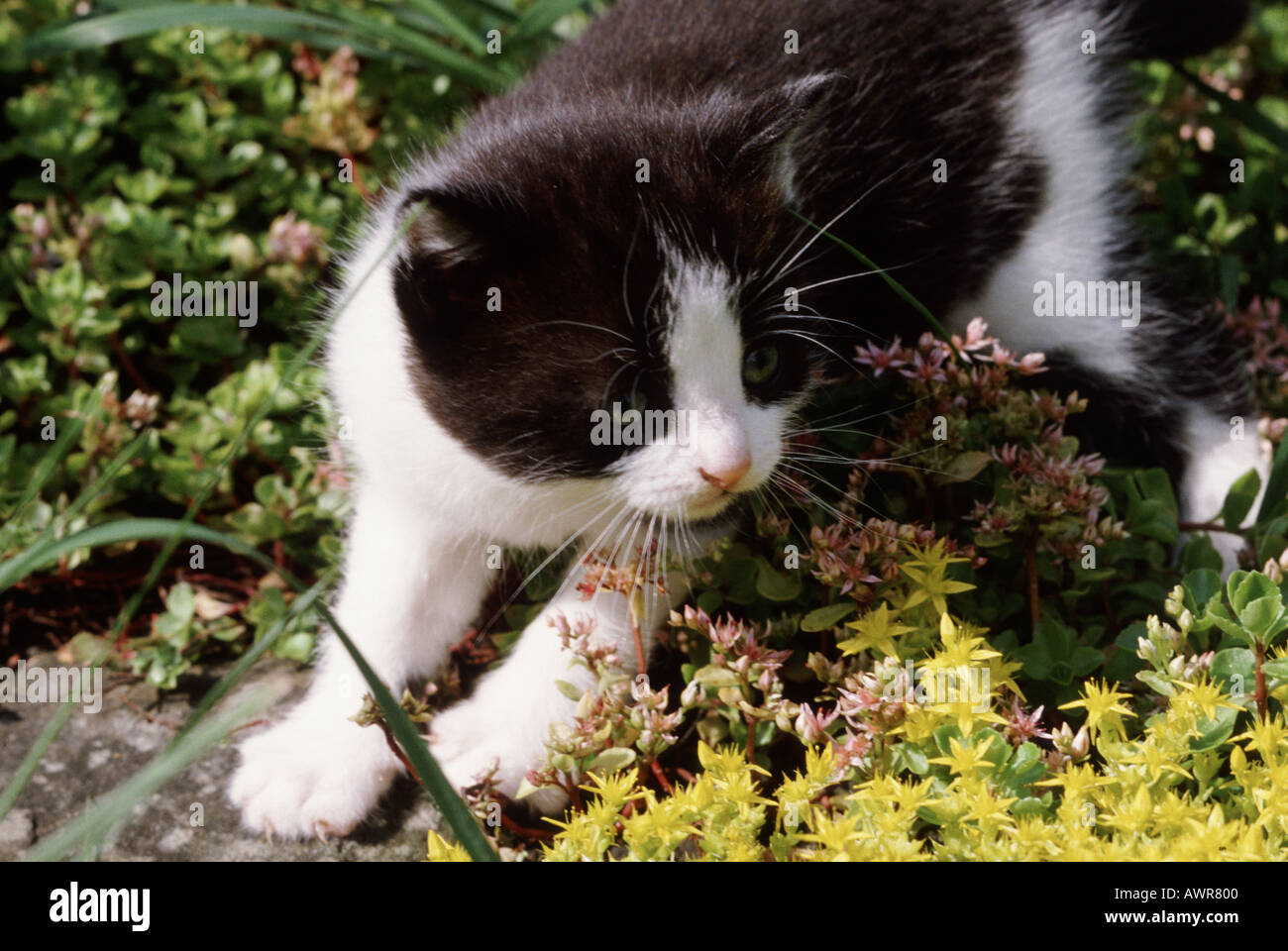 Bianco e nero gattino giocare in giardino rockery Foto Stock