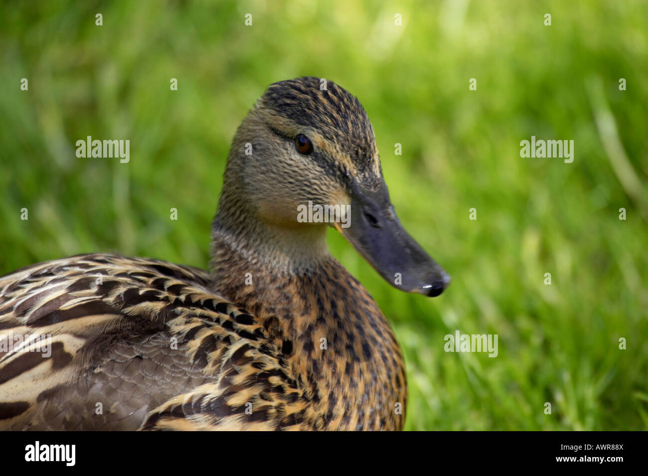 Femmina Mallard duck Anas platyrhynchos Foto Stock