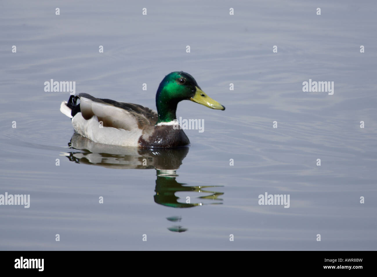 Maschio di Mallard duck Anas platyrhynchos nuoto Foto Stock