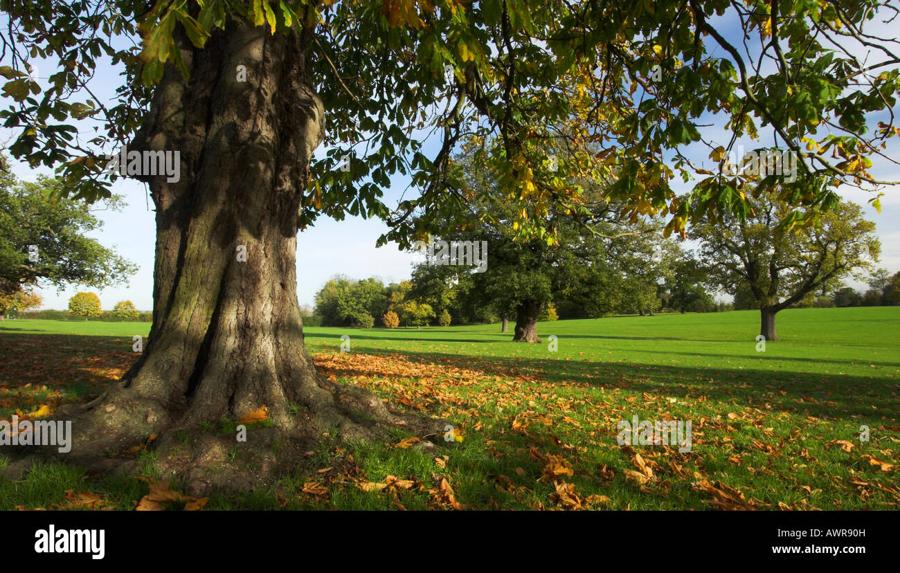 Hylands Park in autunno, Chelmsford Foto Stock
