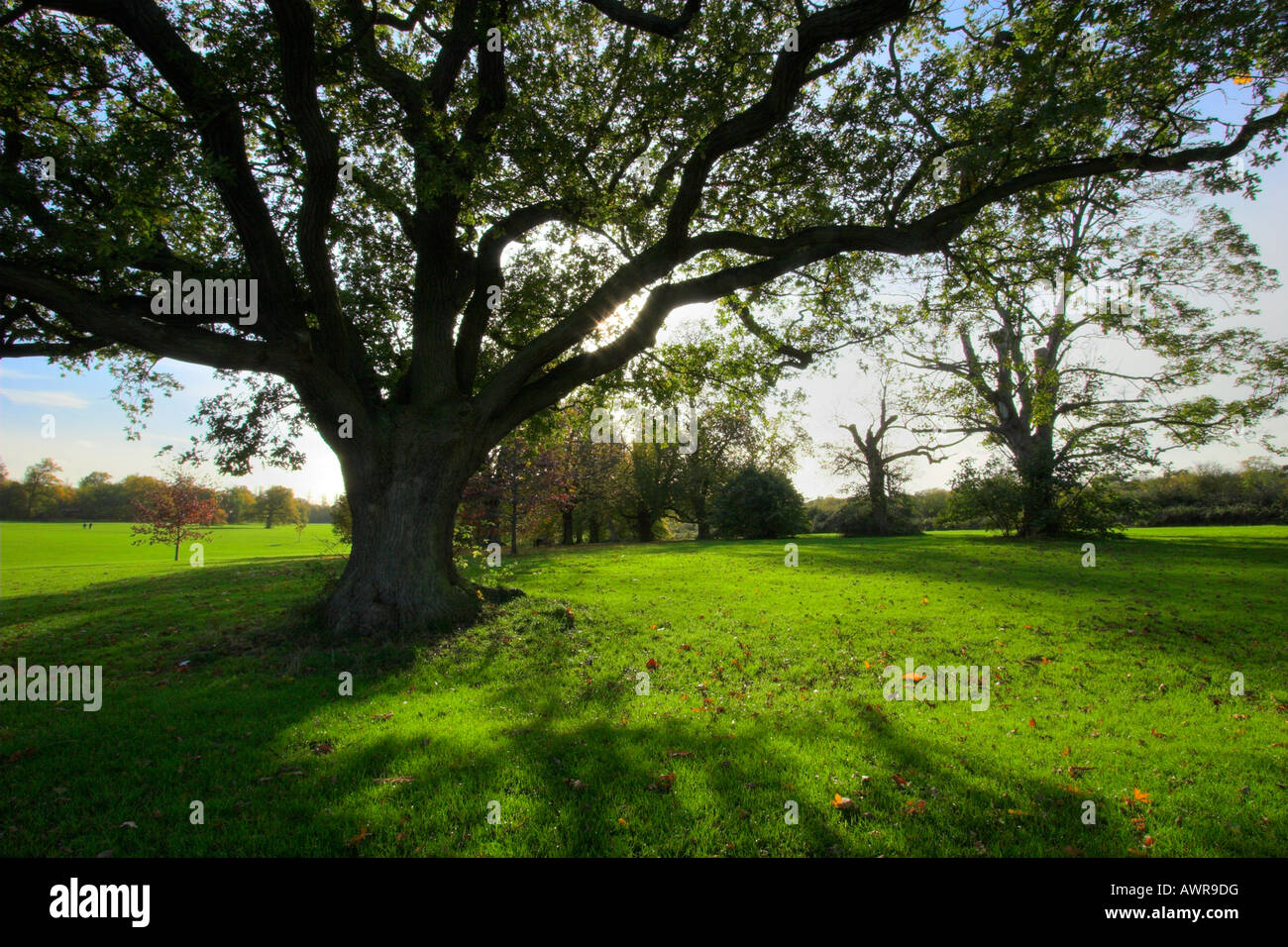 Hylands Park a Chelmsford in autunno Foto Stock