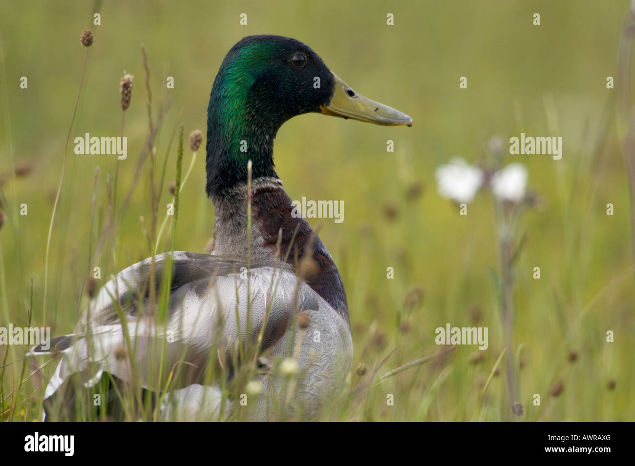 Maschio di Mallard duck Anas platyrhynchos in piedi in erba lunga Foto Stock