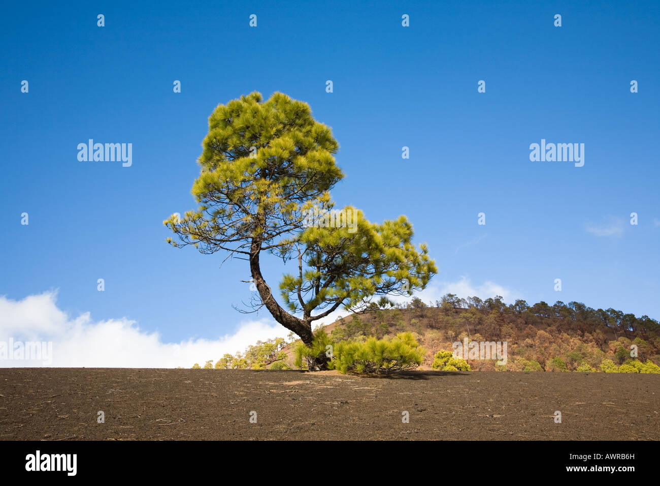 Pinus canariensis isola Canarie pino Tenerife. Fire alberi danneggiati in background Foto Stock