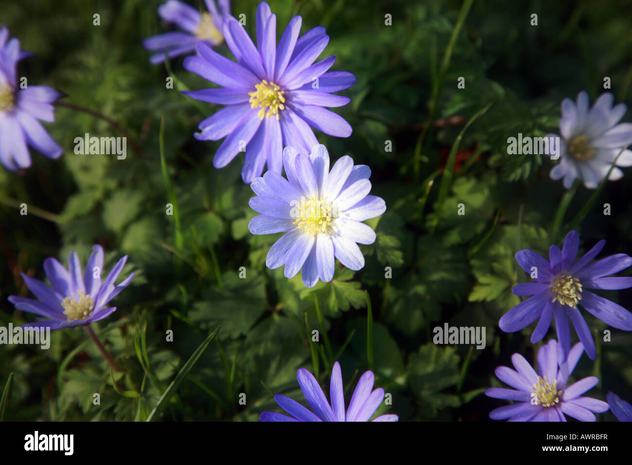 Fiori viola - Osteospermum (ibrido). Foto Stock