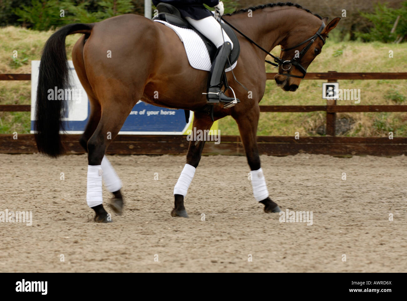 Un cavallo dressage con pilota montato concorrente che mostra le gambe del cavallo e cavaliere Foto Stock