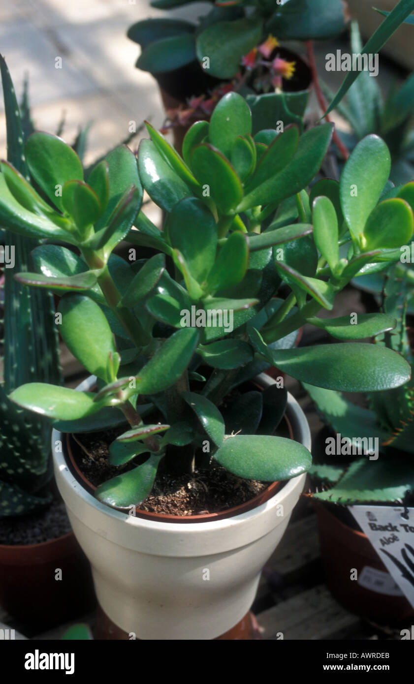 Golden - Sedum Adolphii succulente Foto Stock