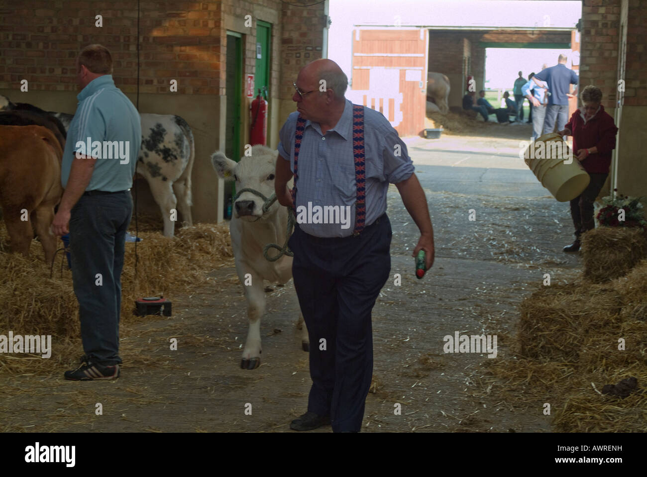 Un leader Belga Blue sterzare al grande spettacolo dello Yorkshire Foto Stock