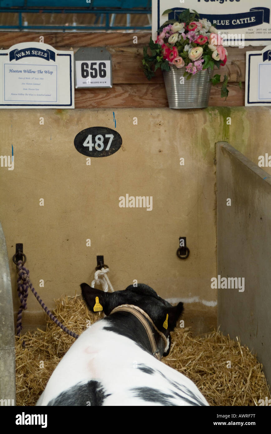 Belga Blue in stallo a il grande spettacolo dello Yorkshire Foto Stock