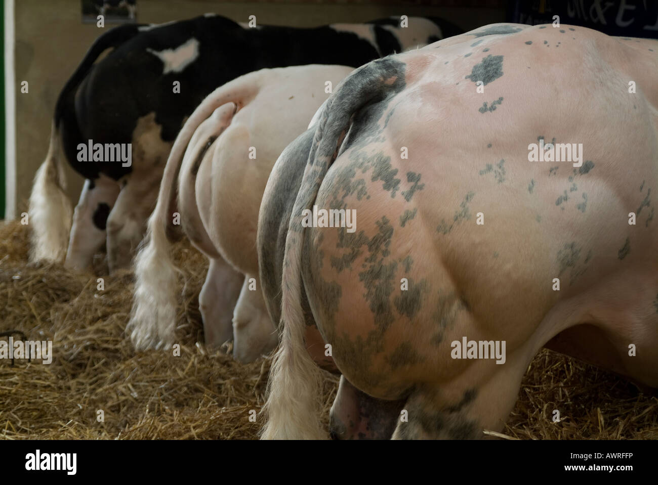 Blu belga fondelli di bestiame Foto Stock