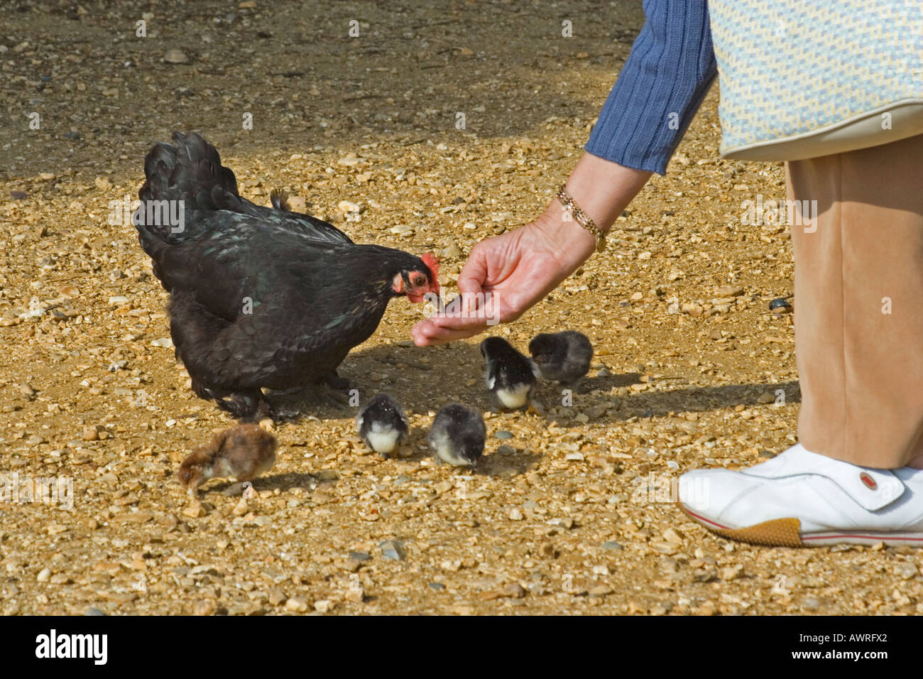 Signora alimentazione di Gallina con pulcini, Brownsea Island, Dorset, Regno Unito Foto Stock