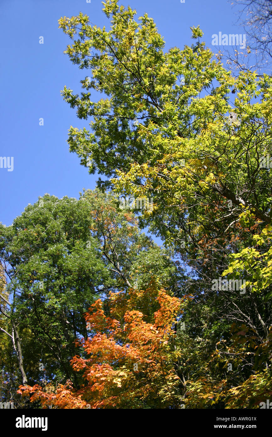 Foglie e fogliame autunnali nel parco pubblico immagini foto vendita su alamy dall'alto formato verticale negli USA US ad alta risoluzione Foto Stock