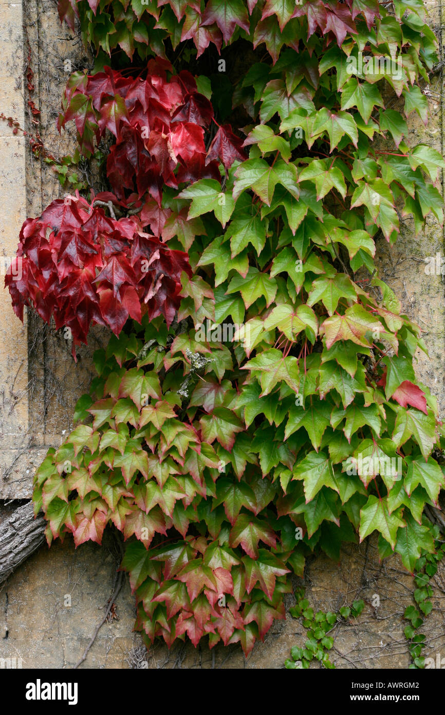 Virginia superriduttore (Parthenocissus quinquefolia) in autunno, REGNO UNITO Foto Stock