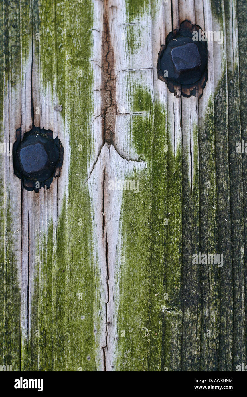 Il muschio verde che cresce sulla corteccia degli alberi con immagini di insetti, foto, primo piano, vendita su Alamy, formato verticale negli USA, US, ad alta risoluzione Foto Stock