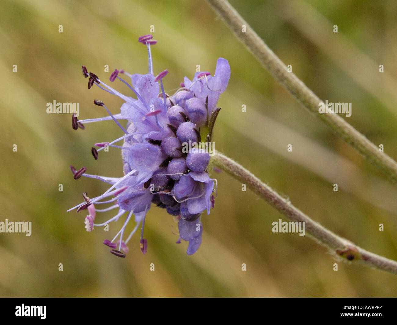 Devil's bit Scabious Foto Stock