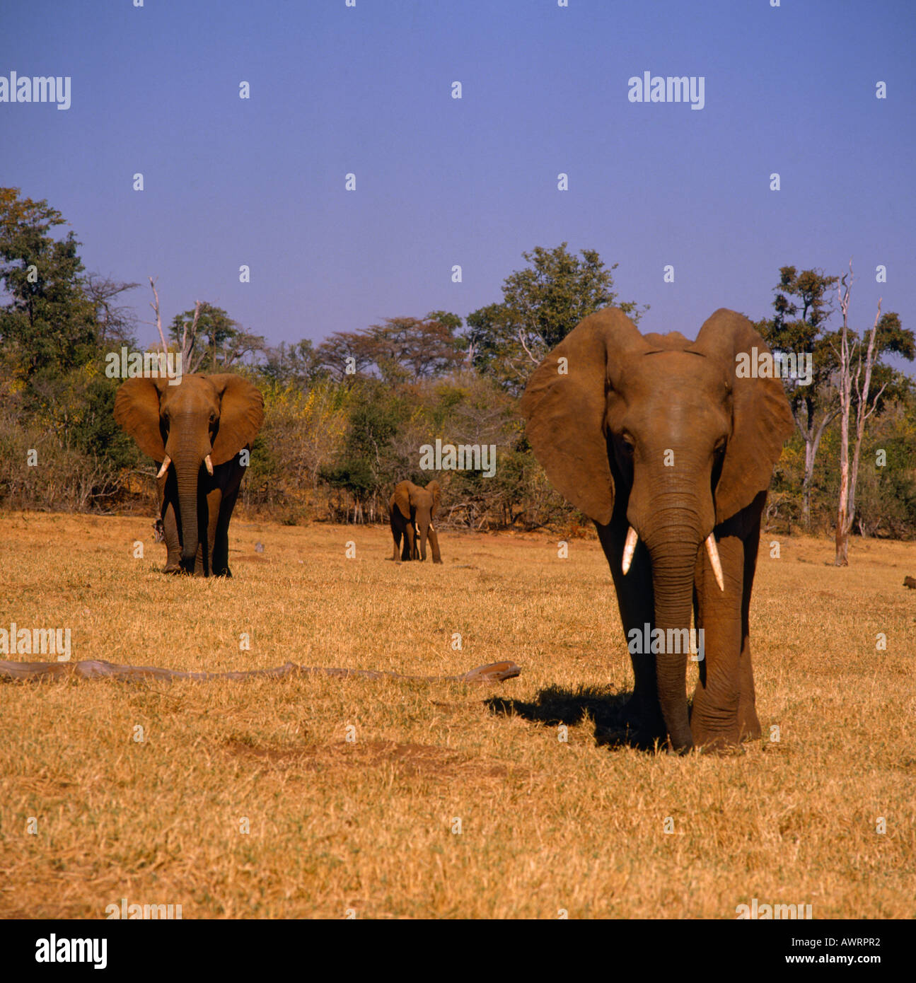 Tre gli elefanti a camminare verso la telecamera attraverso riarsa di erba a Bumi Hills Lake Kariba del Mashonaland occidentale dello Zimbabwe Foto Stock