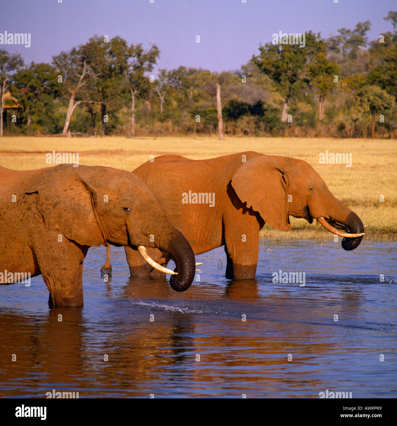 Coppia di elefanti in acque poco profonde con erba arida e gli alberi al di là in Bumi Hills presso il lago Kariba del Mashonaland occidentale dello Zimbabwe Foto Stock