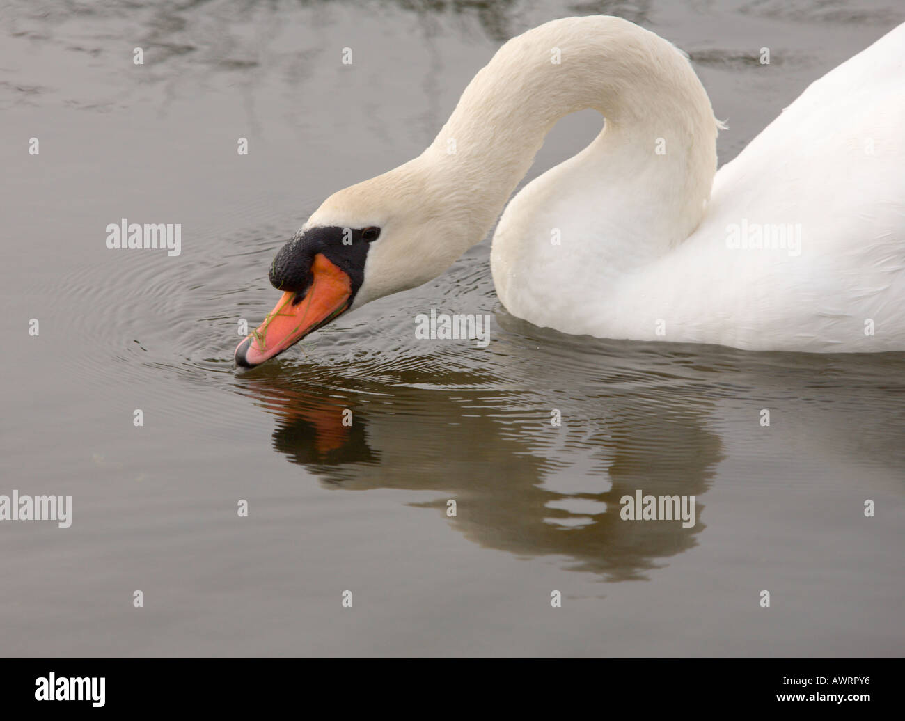 Close-up vista laterale della bella bianca e maestosa corpo superiore di swan galleggiante sull'acqua su Braunton Burrows Devon England Foto Stock