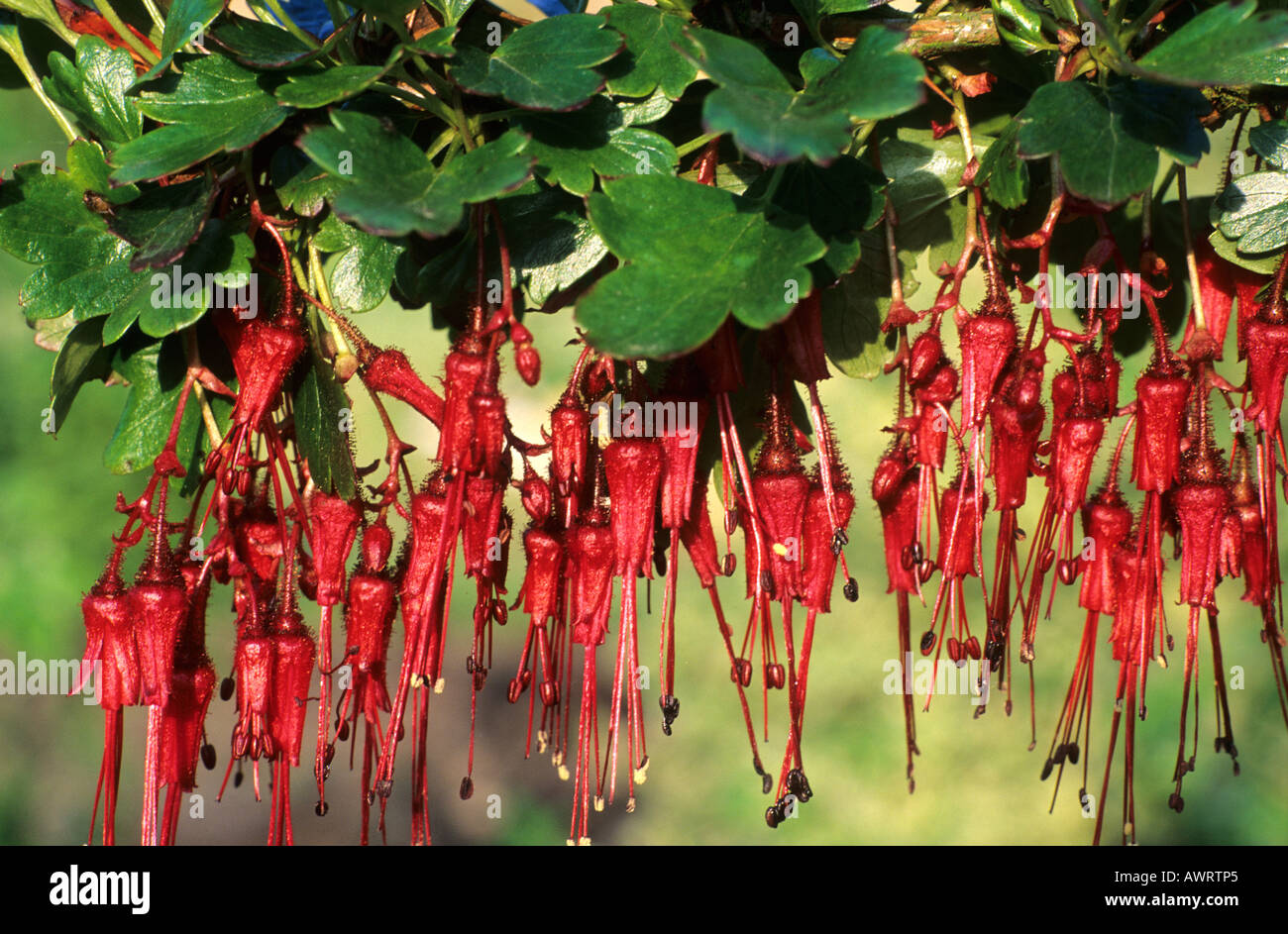 Ribes speciosum dettaglio Aprile Foto Stock