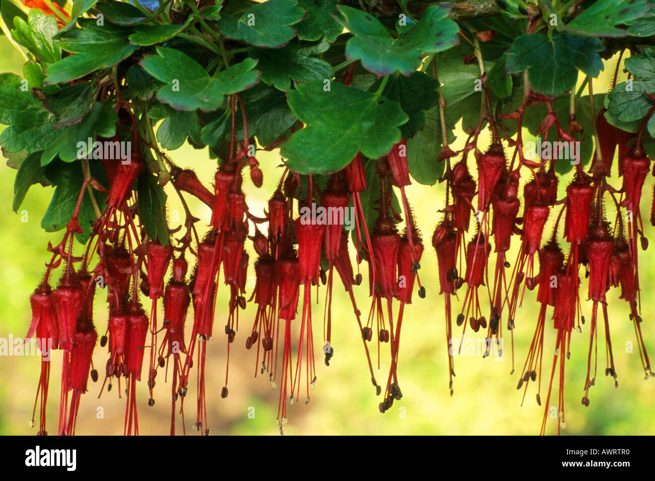 Ribes speciosum Foto Stock
