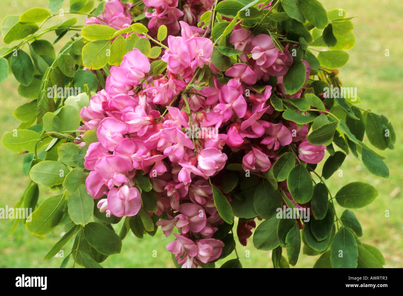 Robinia hispida Foto Stock