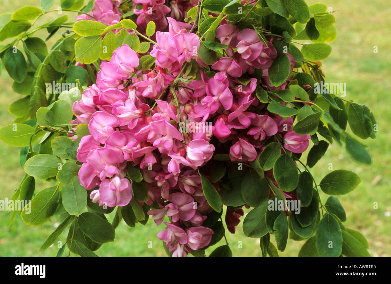 Robinia hispida Foto Stock