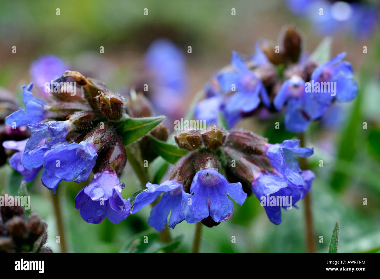 PULMONARIA WEETWOOD BLU Foto Stock