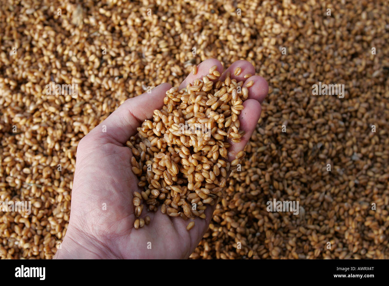 Una chiusura di chicchi di grano che vengono caricati nel grano e Isotta nave da carico al silo Senalia Porto di Rouen Grand Couronne Sei Foto Stock