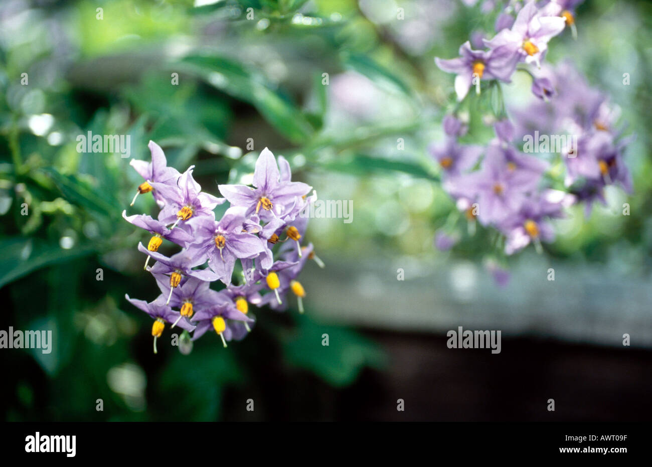 Pianta di patata blossom - Solanum Crispum Foto Stock