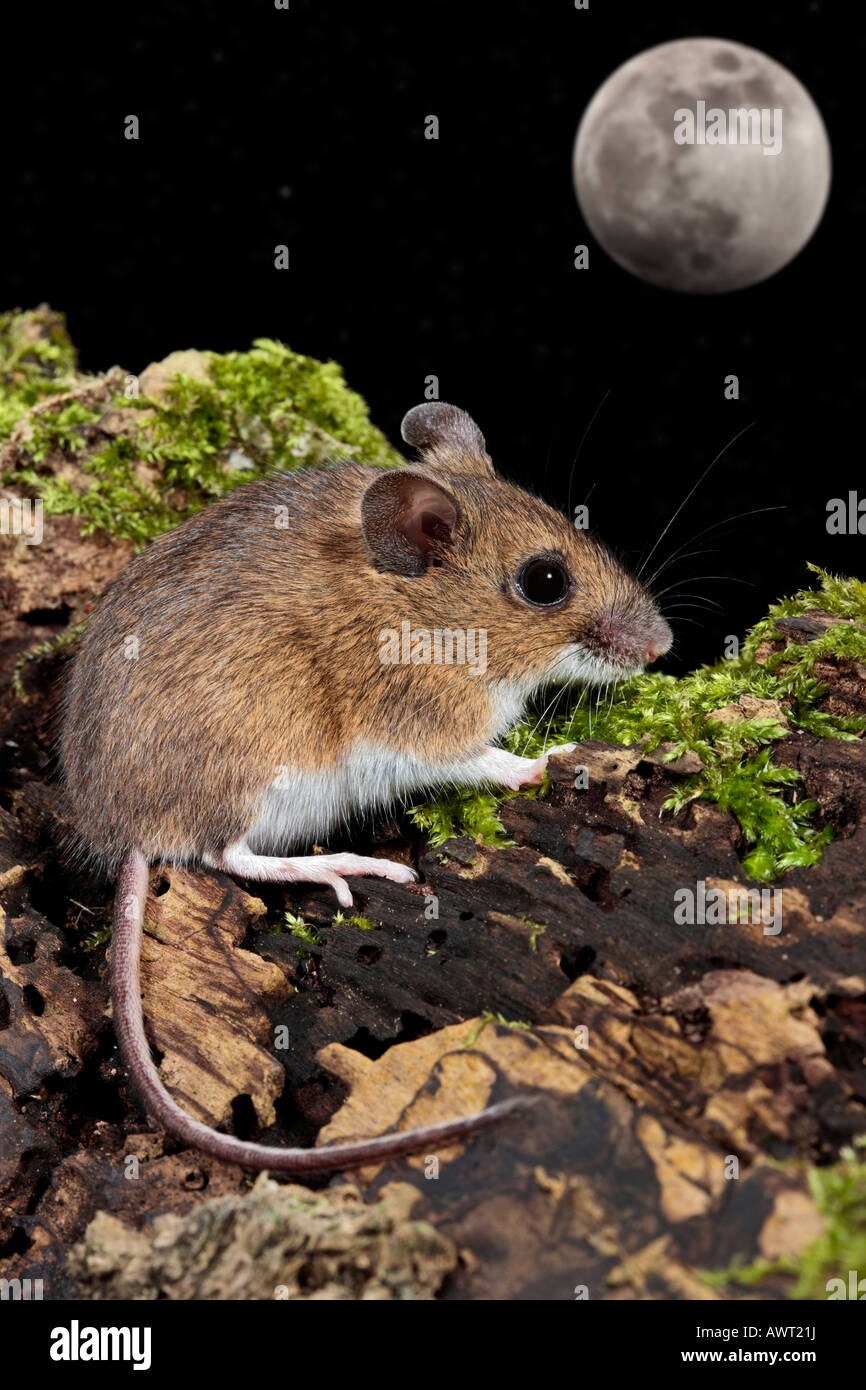 Mouse di legno lunga coda di topo di campo Apodemus sylvat Foto Stock