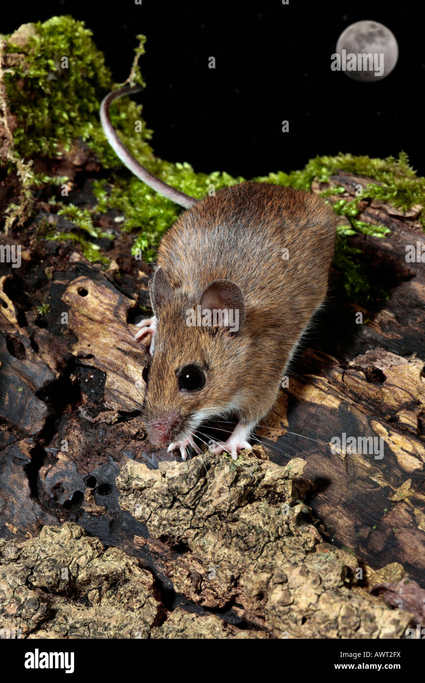 Mouse di legno lunga coda di topo di campo Apodemus sylvaticus sul log cercando alert Potton Bedfordshire Foto Stock