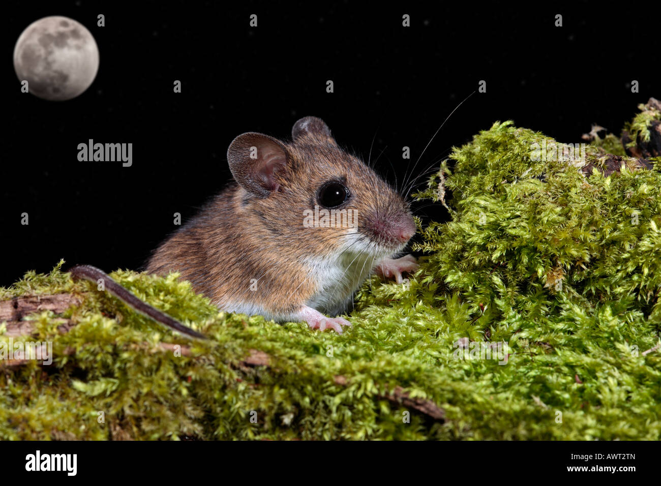 Mouse di legno lunga coda di topo di campo Apodemus sylvaticus sul log cercando alert Potton Bedfordshire Foto Stock