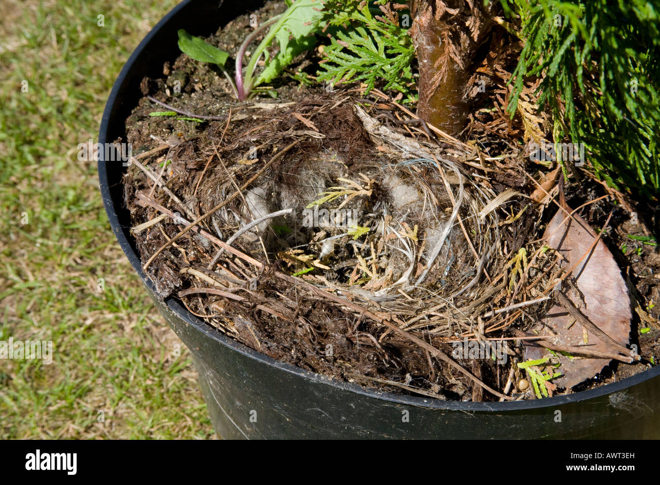 Un piccolo nido di uccelli nel giardino di un vaso di fiori Foto Stock