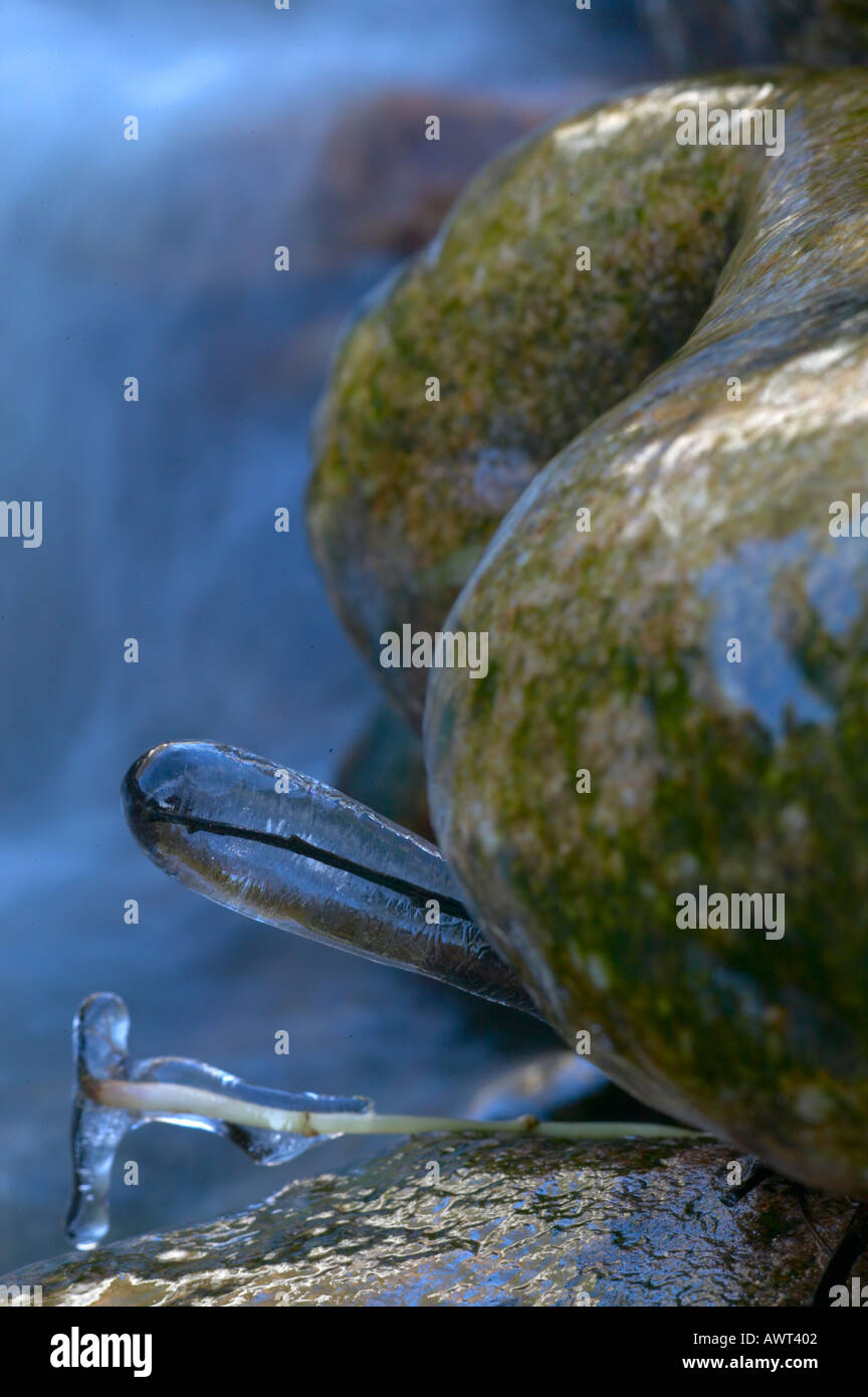 Il ghiaccio formato intorno a un ramoscello in un fiume Foto Stock