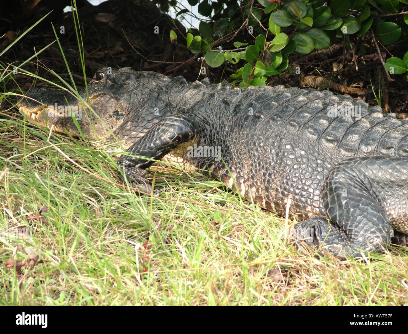 AJD39494, Everglades National Park, FL, Florida Foto Stock