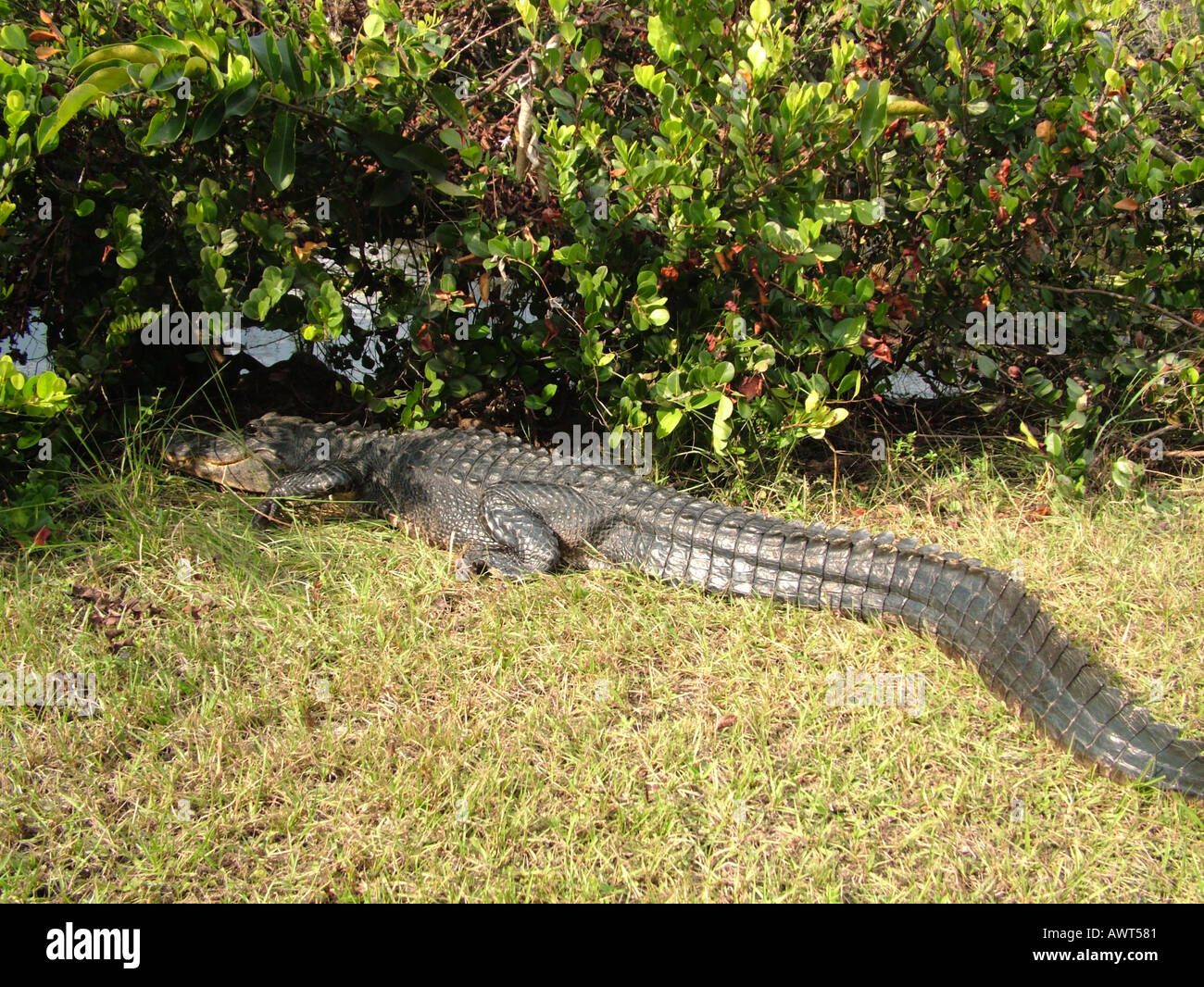 AJD39495, Everglades National Park, FL, Florida Foto Stock