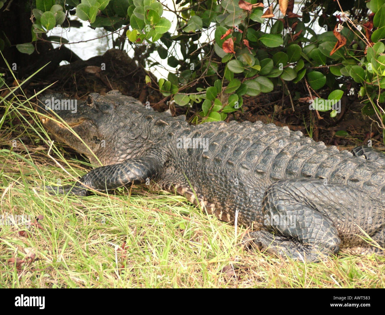 AJD39496, Everglades National Park, FL, Florida Foto Stock