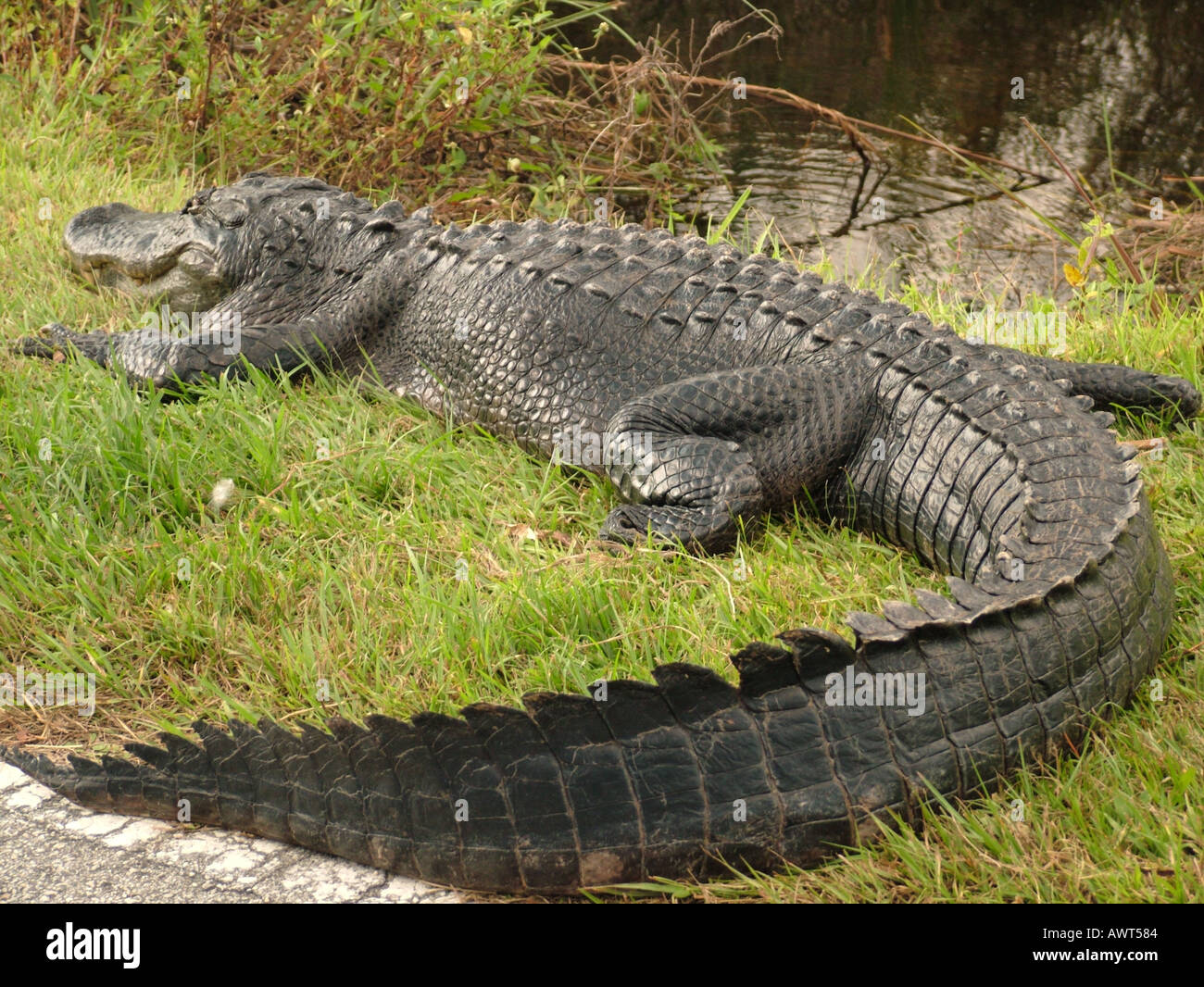AJD39497, Everglades National Park, FL, Florida Foto Stock
