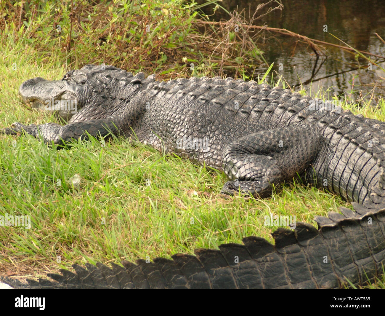 AJD39498, Everglades National Park, FL, Florida Foto Stock