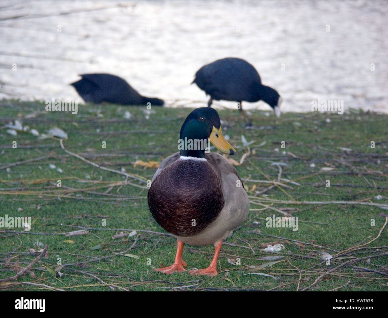 Mallard Drake (Anas platyrhynchos) e folaghe (fulica atra), Mijas Costa del Sol Spagna, Europa Foto Stock