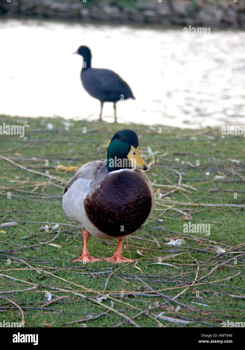 Mallard Drake (Anas platyrhynchos), la folaga (fulica atra), Mijas Costa del Sol Spagna, Europa Foto Stock