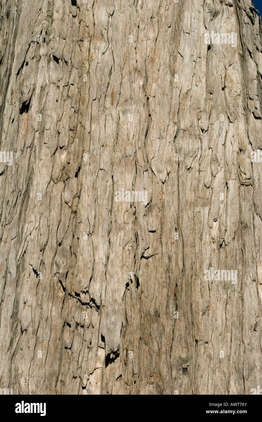Corteccia di alerce albero (Fitzroya cupressoides) Selvatica, Alerce Alpino Parco Nazionale del Cile Foto Stock