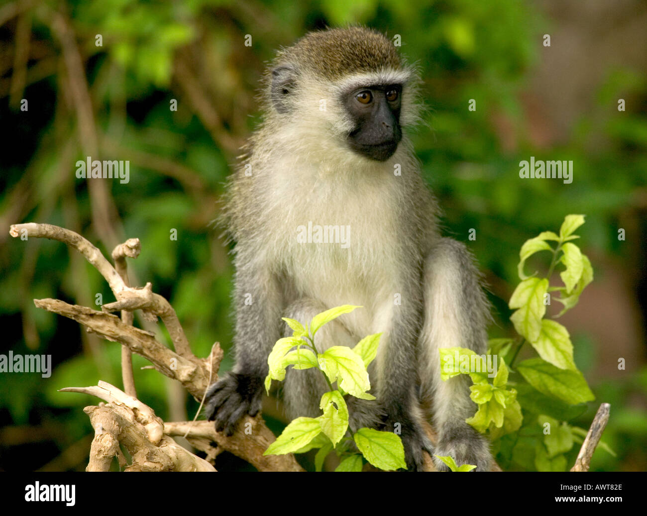 VERVET MONKEY Cercopiyhecus aethiops Foto Stock
