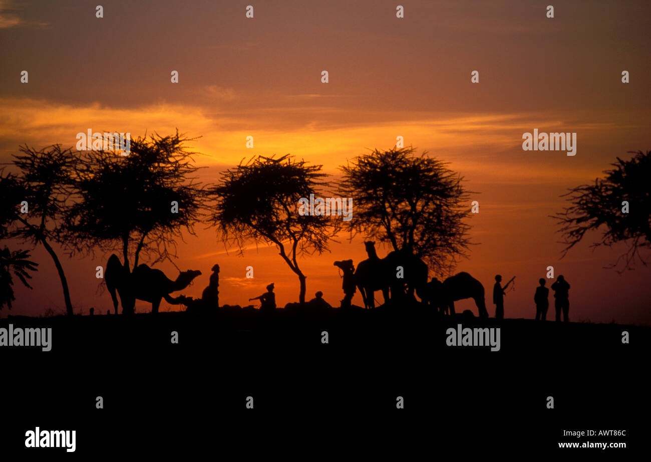 Tramonto sul cammello terreno fieristico in Pushkar che risiede nel deserto di Thar Rajasthan in India Foto Stock