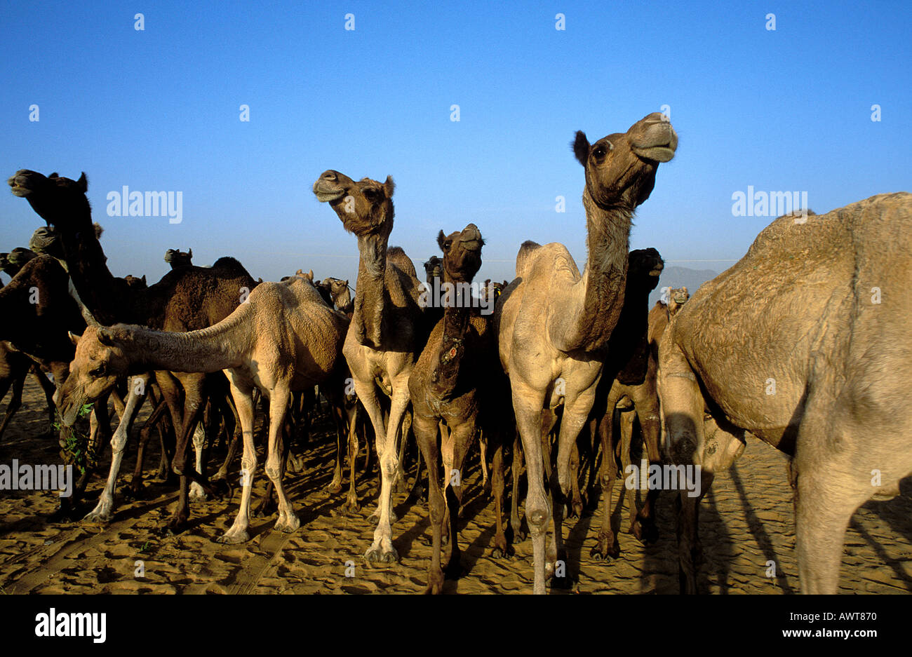 Cammelli al Camel terreno fieristico in Pushkar che risiede nel deserto di Thar Rajasthan in India Foto Stock